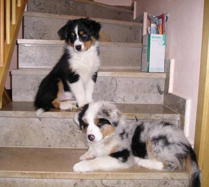 Treppen steigen | Hundeschule Dog