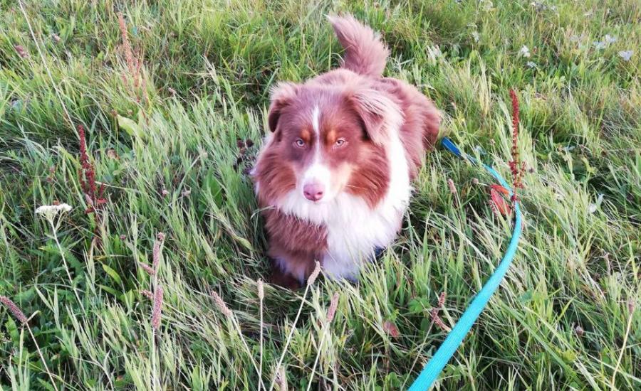 Neues Zu Hause Gesucht Hundeschule Happy Dog